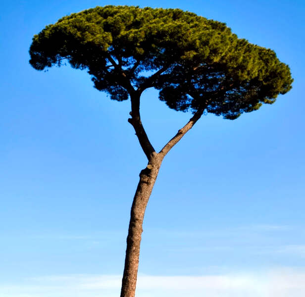 Pianta Sempreverde Esterno In Vaso - Altezza 100/130cm Per Giardino Pino Domestico Pinus Pinea - Foto 9