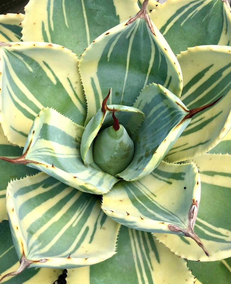フラワー・ガーデニング Agave parryi parryi 'Lucky Stripe' 80 Agave parryi var truncata cv 'Lime streak' VARIEGATED - - Agave