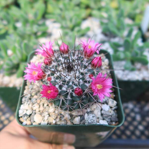 Mammillaria hertrichiana L086 cactus Cacti Succulent real live plant | eBay
