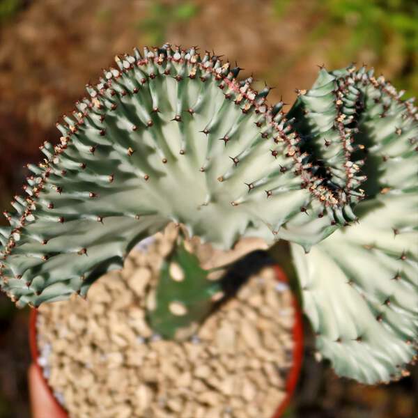 Mermaid Tail Cactus - Euphorbia lactea Cristata Grafted cactus Cacti  Succulent r | eBay