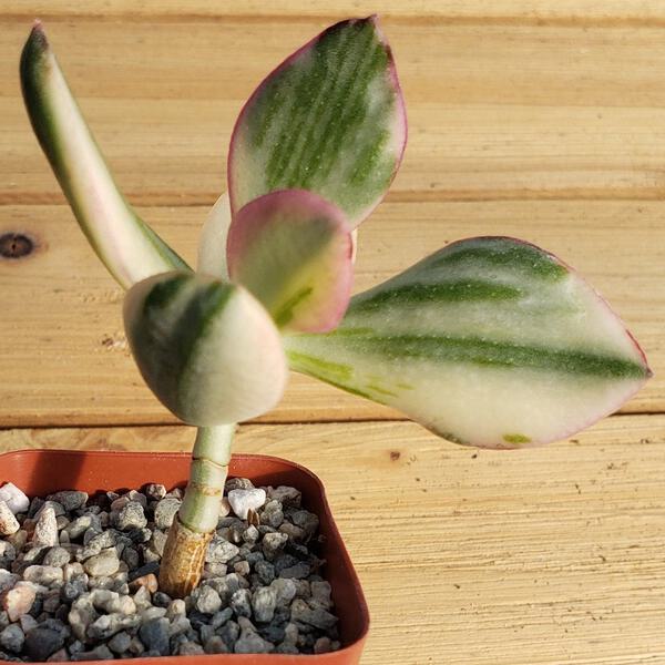 calathea freddie flower Prayer Plant | Freddie