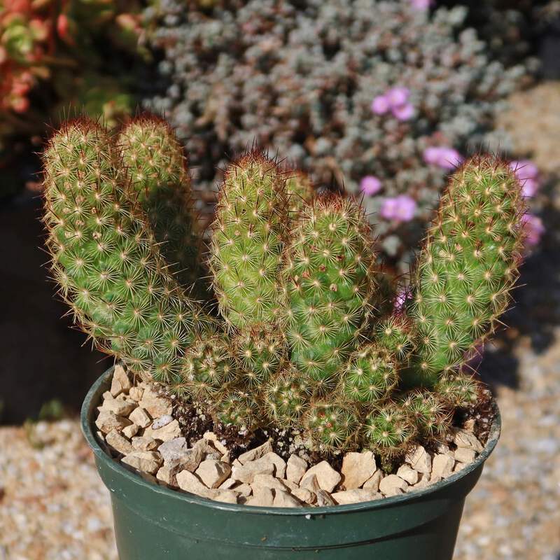 Copper King Cactus - Mammillaria elongata 'Copper King' cactus Cacti  Succulent r | eBay