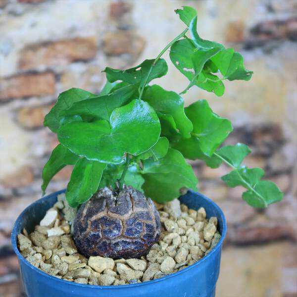 Elephant's Foot Succulent - Dioscorea elephantipes cactus Cacti Succulent  real l | eBay