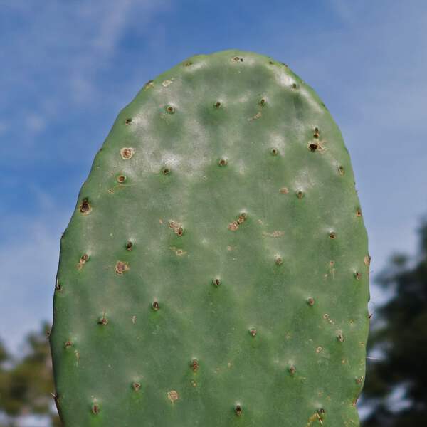 Barbary Fig - Opuntia Ficus Indica Pad (cutting) cactus Cacti Succulent  real liv | eBay