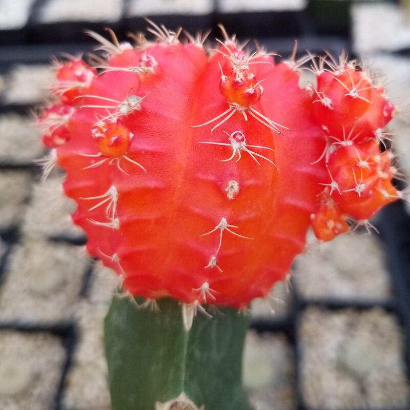Orange Grafted Moon Cactus - Gymnocalycium mihanovichii hibotan cactus  Cacti Suc | eBay