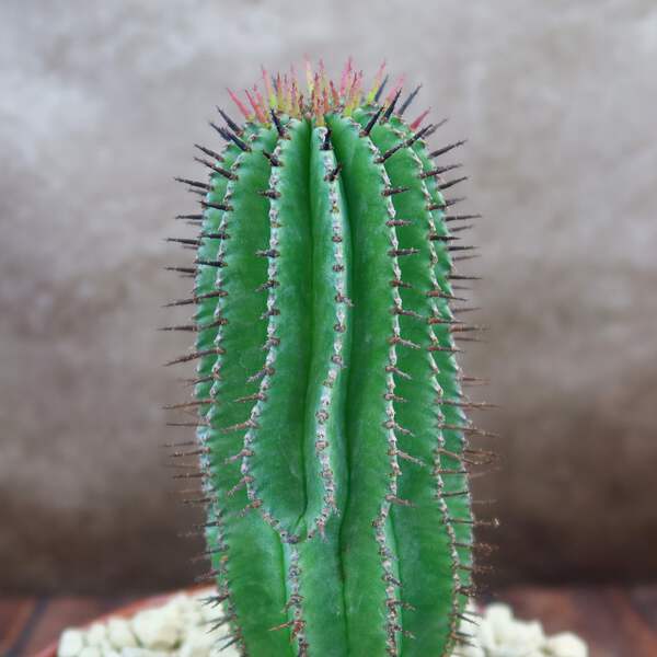 Milk Barrel Cactus 'Euphorbia cereiformis' cactus Cacti Succulent real live  plan | eBay