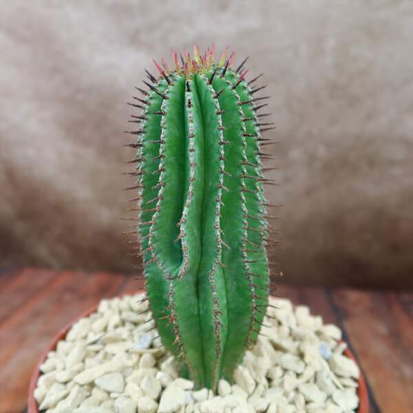 Milk Barrel Cactus 'Euphorbia cereiformis' cactus Cacti Succulent real live  plan | eBay