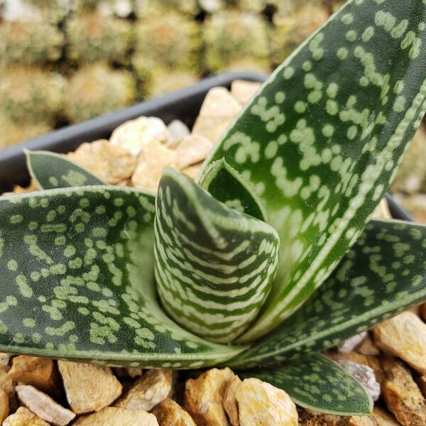 Gasteraloe Tiki Zilla cactus Cacti Succulent real live plant | eBay
