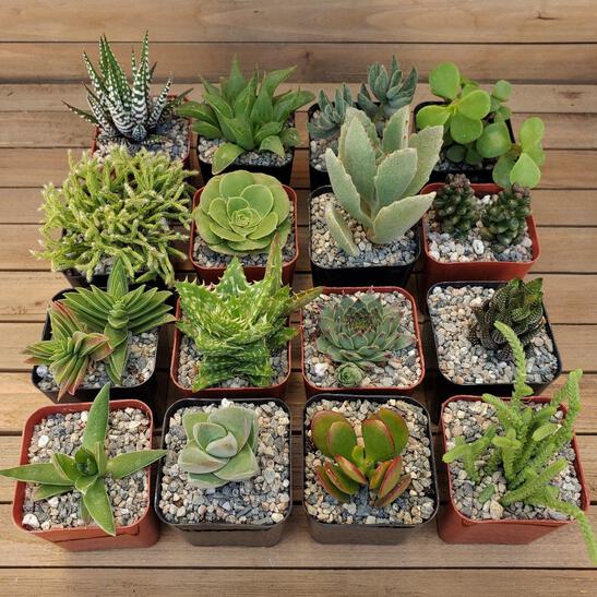 Green Garden 2-Inch Succulents (16-Pack) cactus Cacti Succulent real live  plant | eBay