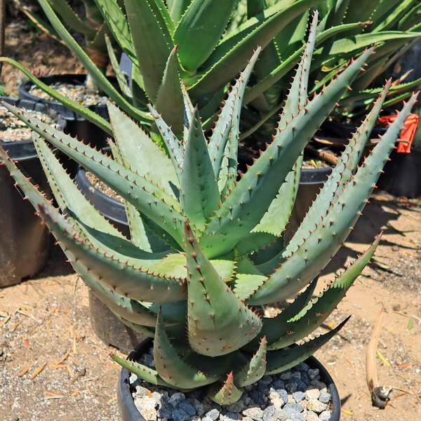 vitamin e and aloe Aruba Aloe
