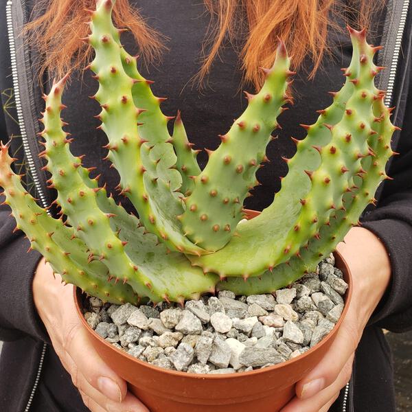aloe vera blätter kaufen hamburg Aloe vera (Echte Aloe) kaufen main image 1