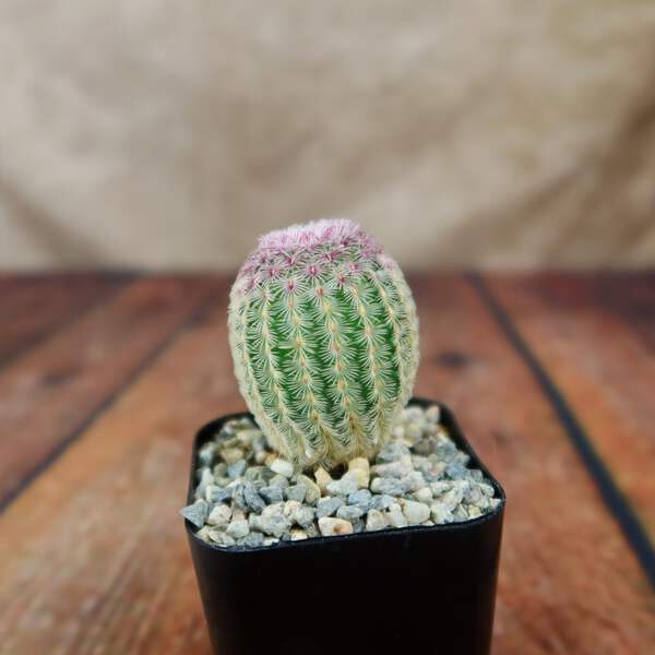Rainbow Hedgehog Cactus - Echinocereus rigidissimus 'Rubispinus' cactus  Cacti Su | eBay