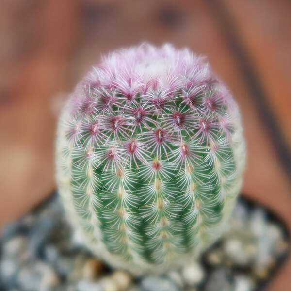 Rainbow Hedgehog Cactus - Echinocereus rigidissimus 'Rubispinus' cactus  Cacti Su | eBay