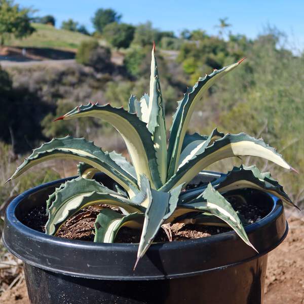 Agave mediopicta alba – White Striped Century Plant cactus Cacti