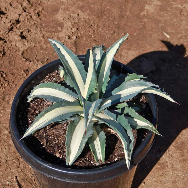 Agave mediopicta alba  White Striped Century Plant cactus Cacti Succulent  real | eBay