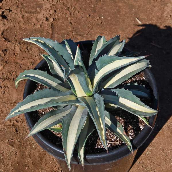 Agave mediopicta alba – White Striped Century Plant cactus Cacti