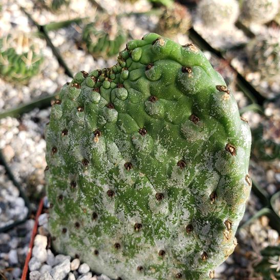 Opuntia Consolea rubescens road kill cactus Cacti Succulent real live plant  | eBay