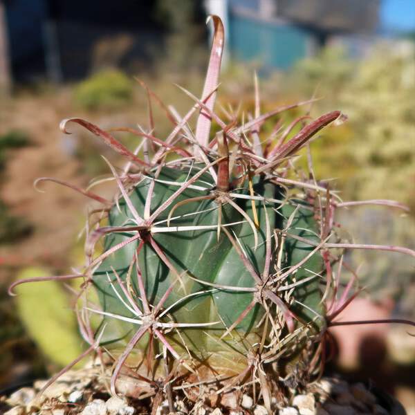 Devil's Tongue 'Ferocactus latispinus' cactus Cacti Succulent real live  plant | eBay