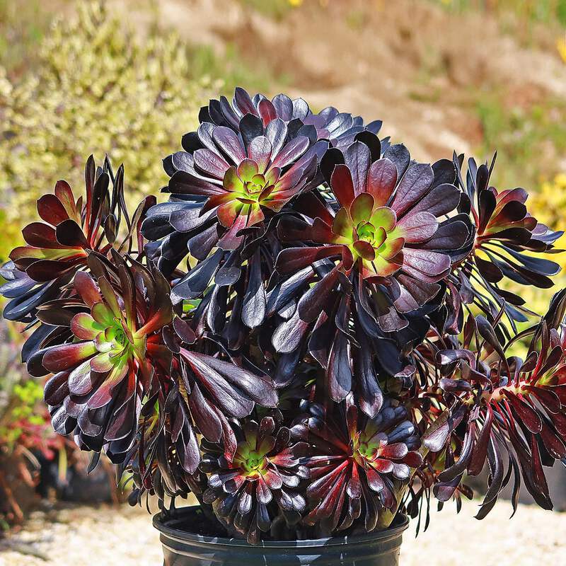 Black Rose - Aeonium arboreum zwartkop cactus Cacti Succulent real live  plant | eBay