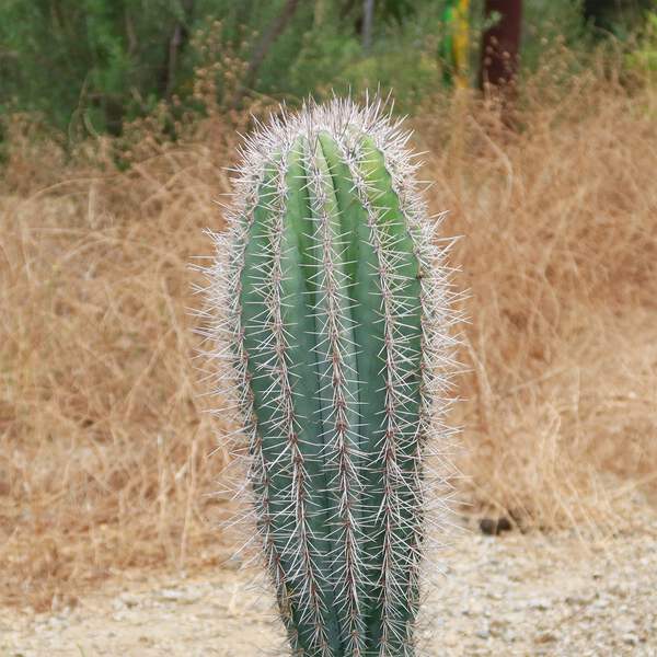 Cardon Cactus 'Pachycereus pringlei' cactus Cacti Succulent real live plant  | eBay