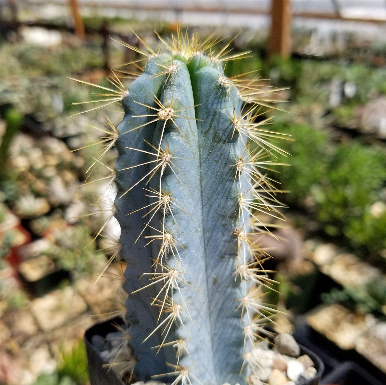 Brazilian Blue Cactus - Blue Columnar Cactus 'Pilosocereus