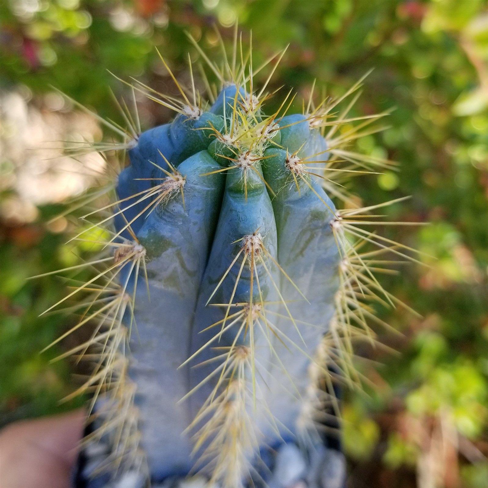 Brazilian Blue Cactus - Blue Columnar Cactus 'Pilosocereus
