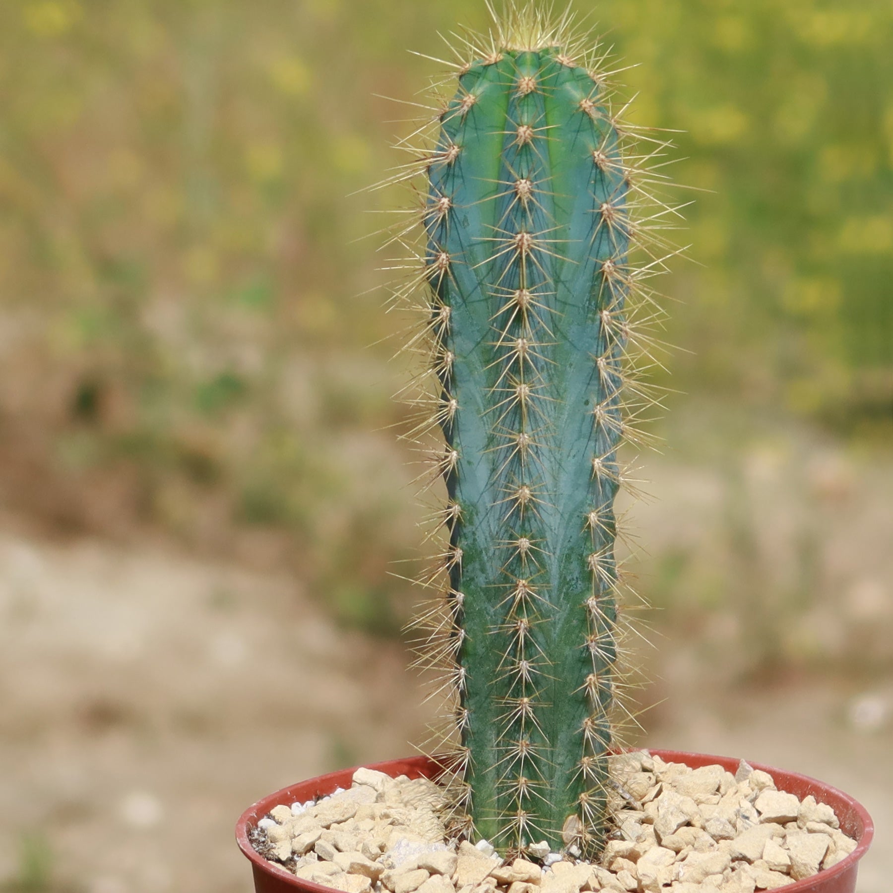 Brazilian Blue Cactus, Pilosocereus azureus, Blue Torch