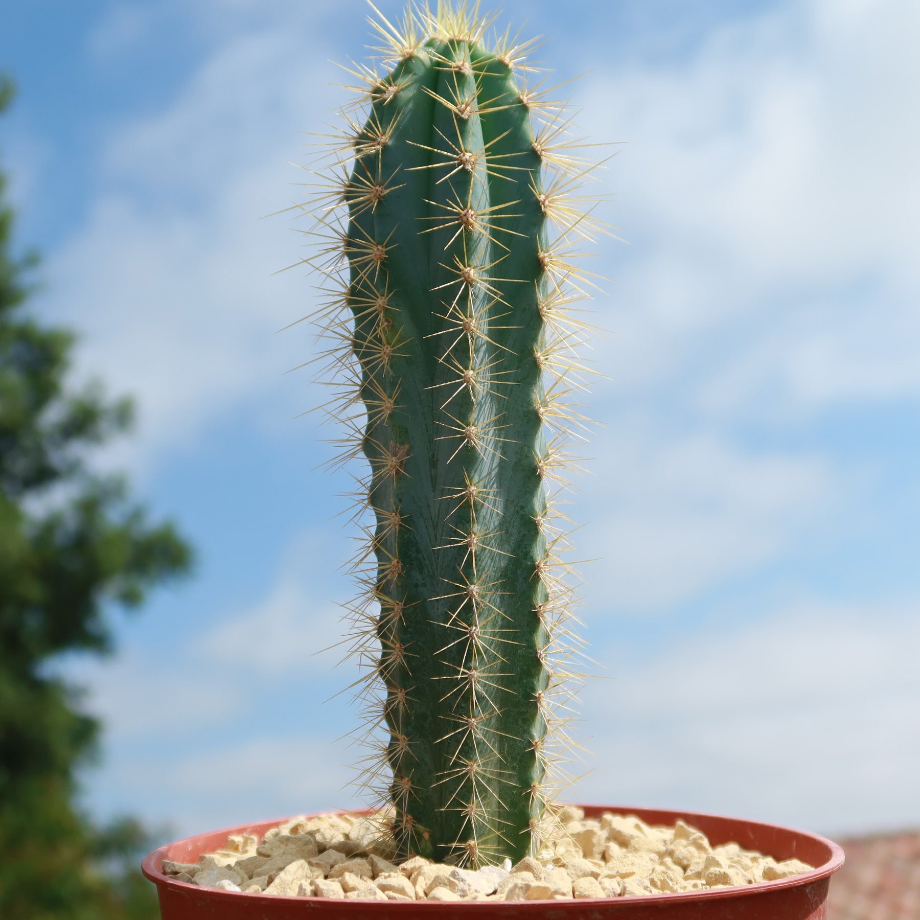 Brazilian Blue Cactus - Blue Columnar Cactus 'Pilosocereus