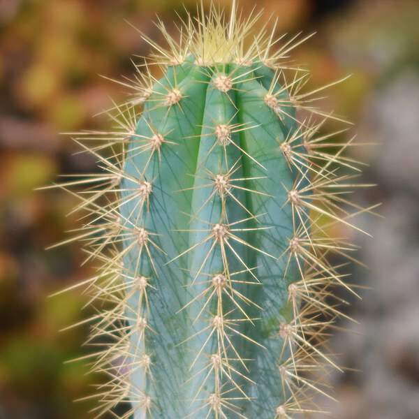 cactus posters Organ Pipe Cactus National Monument Postcard: Eco-Friendly main image 0