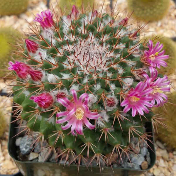 Mammillaria scrippsiana cactus Cacti Succulent real live plant | eBay
