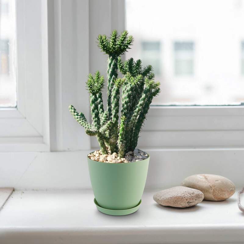 Cholla Cactus - Cylindropuntia imbricata cactus Cacti Succulent real live  plant | eBay