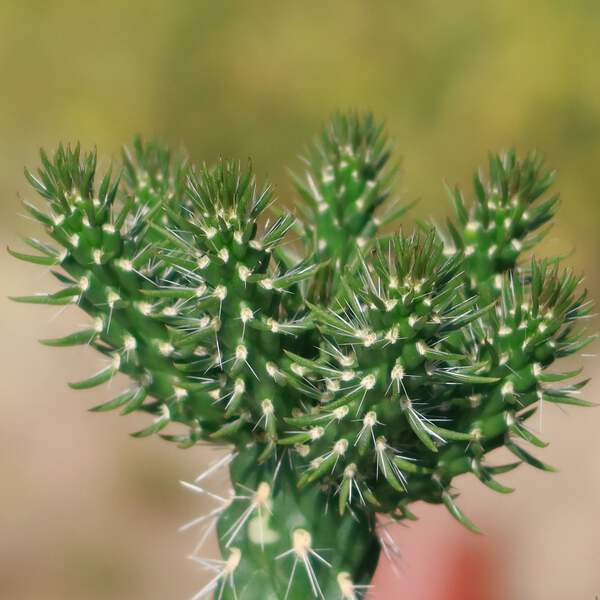 Cholla Cactus - Cylindropuntia imbricata cactus Cacti Succulent real live  plant | eBay