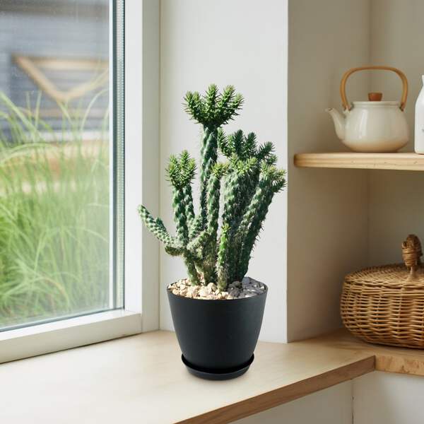 where to buy lucky bamboo plants Lucky Bamboo