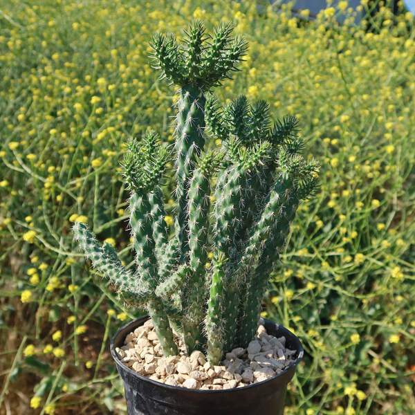 Cholla Cactus - Cylindropuntia imbricata cactus Cacti Succulent real live  plant | eBay