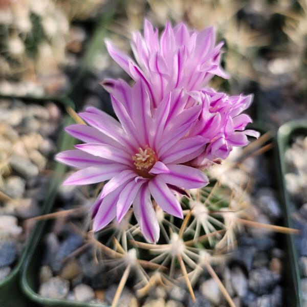 Echinofossulocactus ochoterenae cactus Cacti Succulent real live plant |  eBay