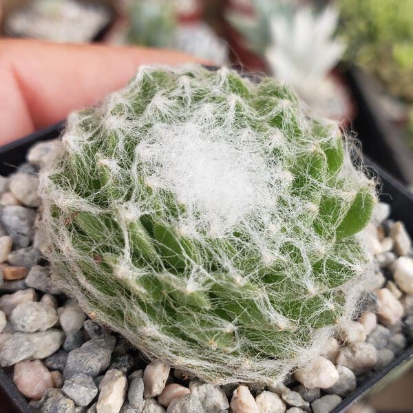 Cobweb Hens and Chicks - Sempervivum arachnoideum cactus Cacti Succulent  real li | eBay
