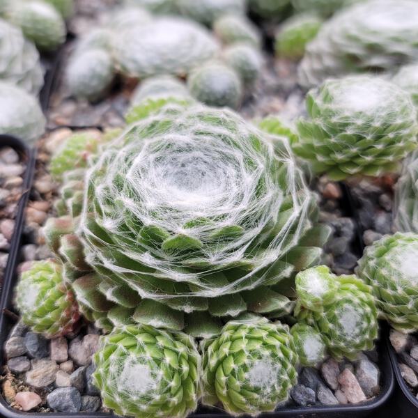 succulent bed Succulent Garden  Blume Haus Fine Flowers