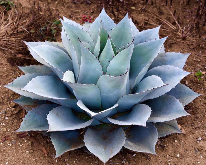 Agave ovatifolia | Whale's Tongue Agave | Mountain Agave