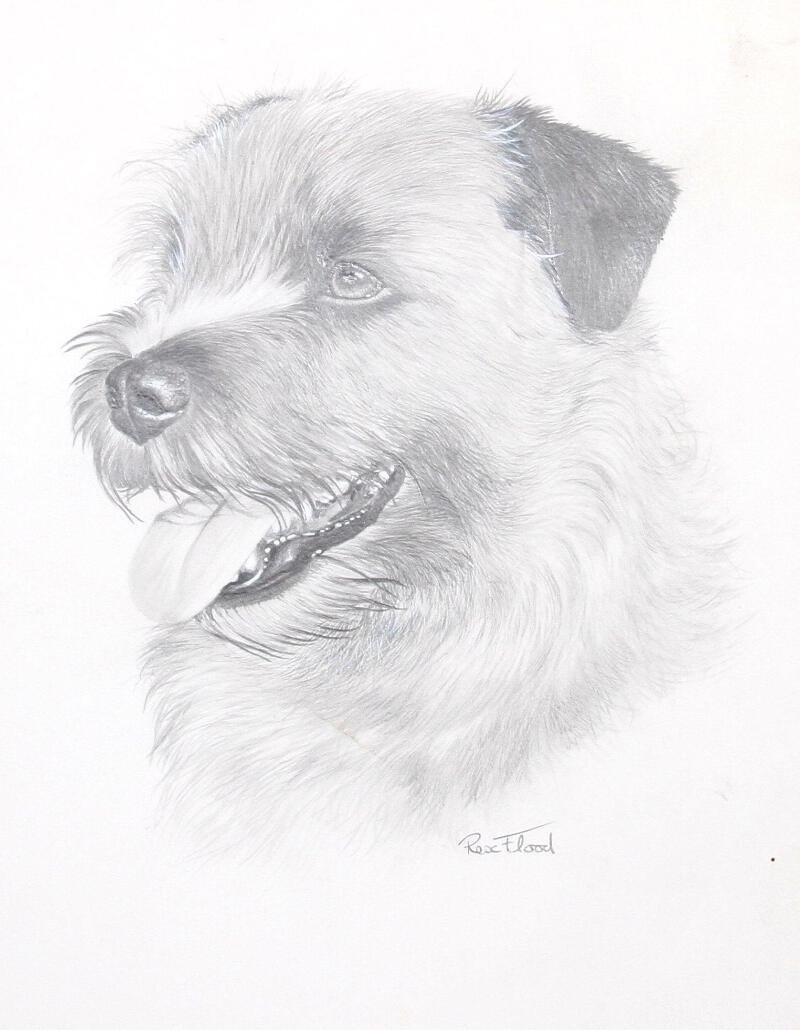 Rex Flood Norfolk Terrier Pencil On Paper Signed Ebay