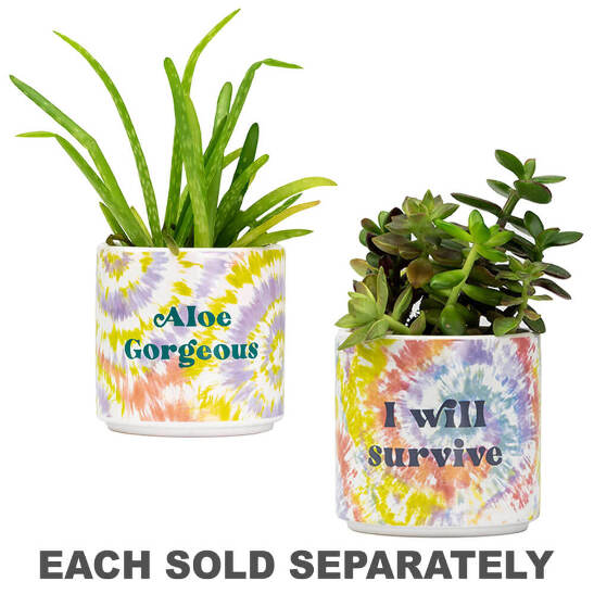 dragon plant indoor Character Dragon Tree: Dracaena - 12