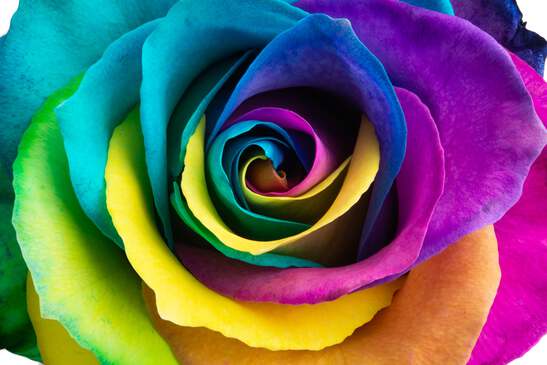1070.png?width=547&etag=