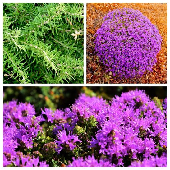 Thyme  1845.png?width=547&etag=