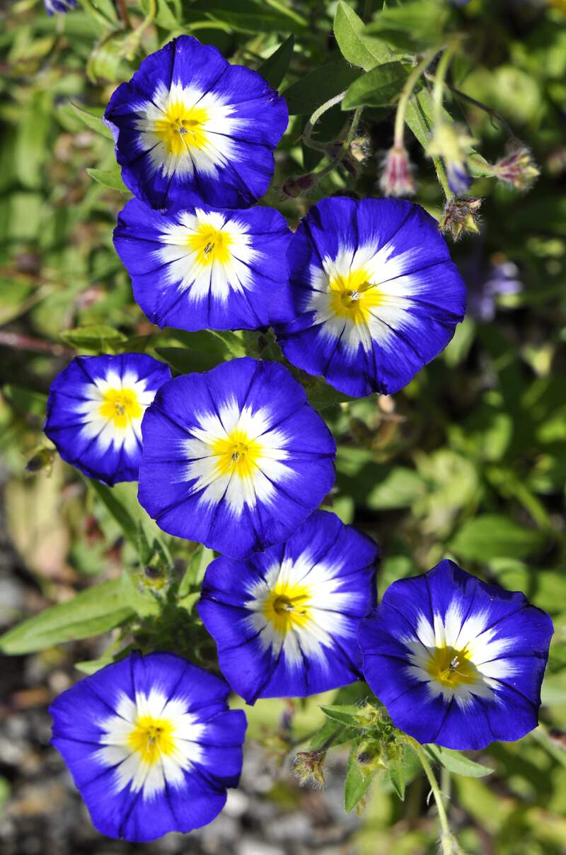 1940.png?width=800&etag=
