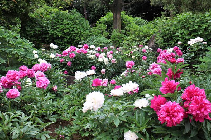 Tree Peony HardLassセット 2002.png?width=800&etag=
