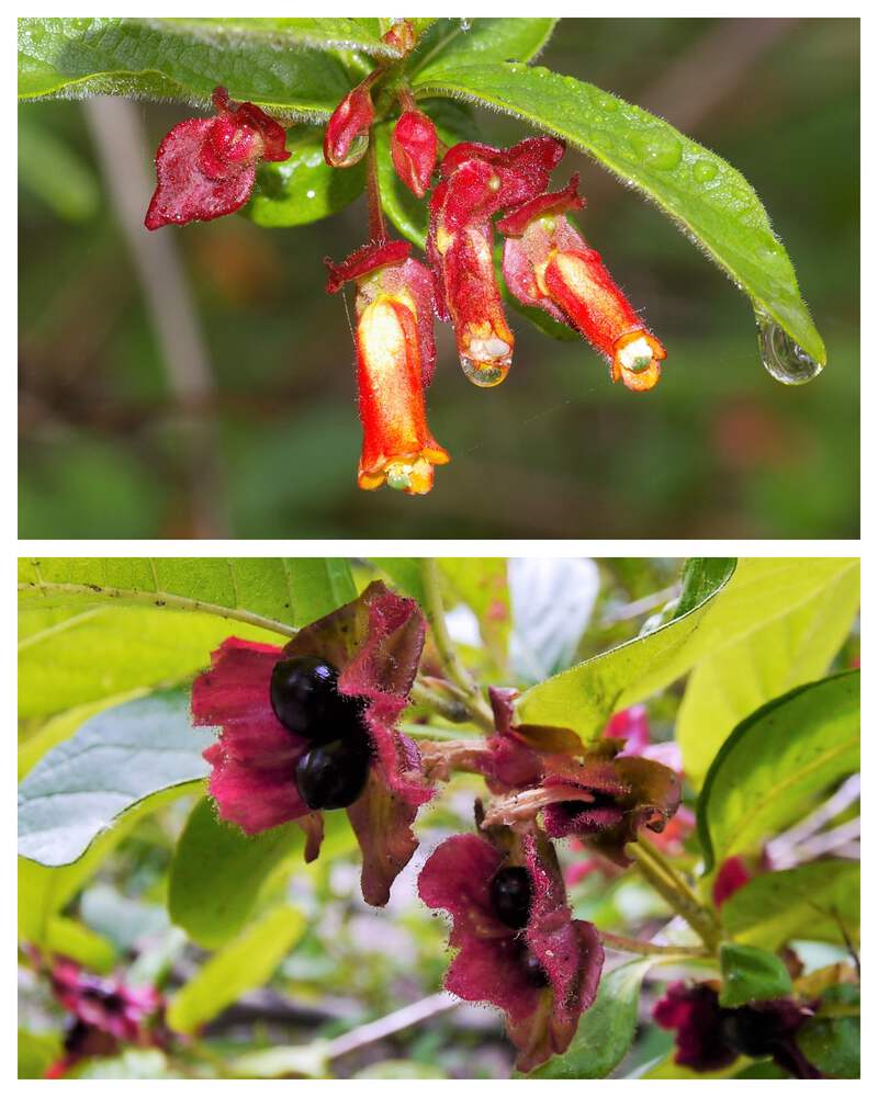 25 TWINBERRY HONEYSUCKLE Lonicera Involucrata Shrub Yellow Red Flower Seeds  | eBay