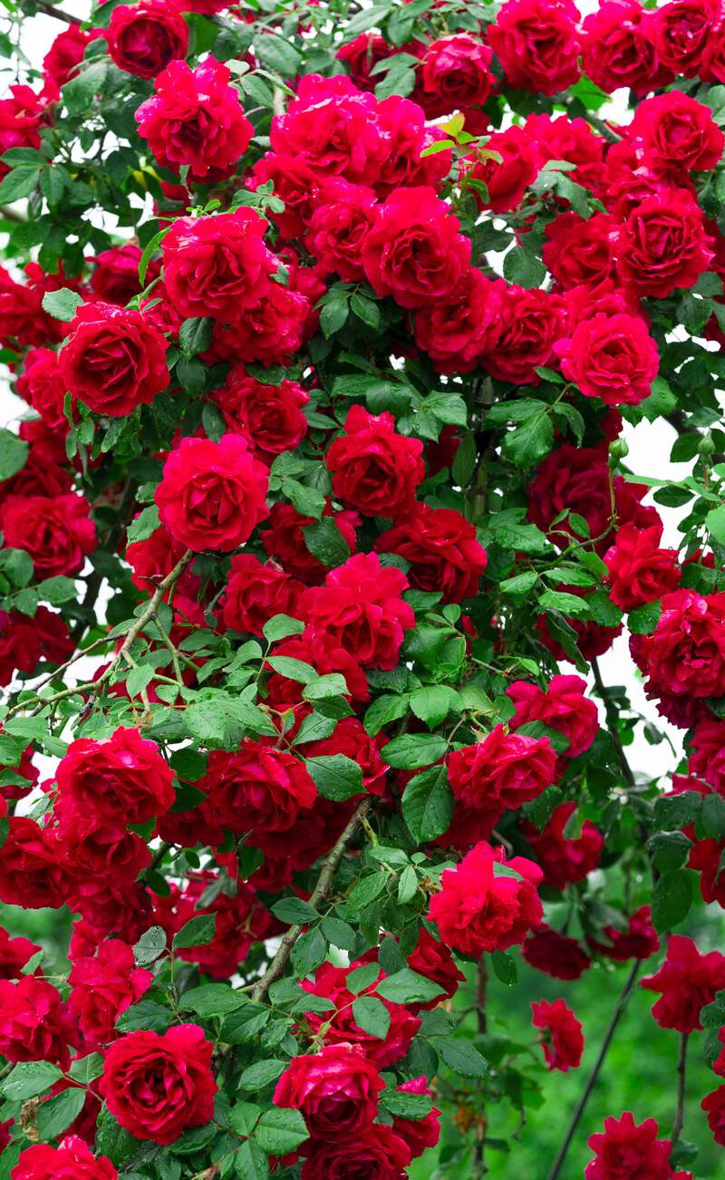 212.png?width=800&etag=i9OFZ6/