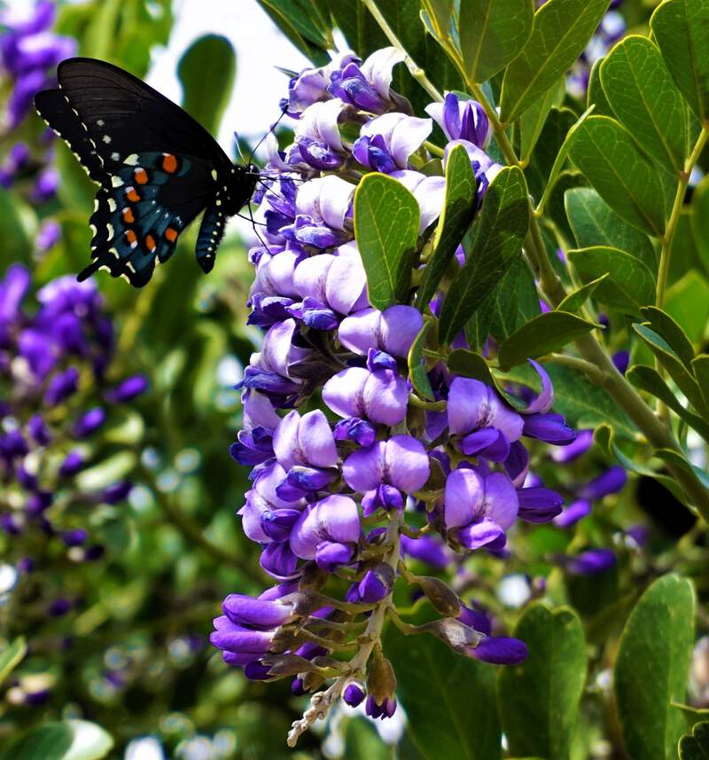 10 TEXAS Mountain LAUREL Sophora Secundiflora Mescal Tree Purple