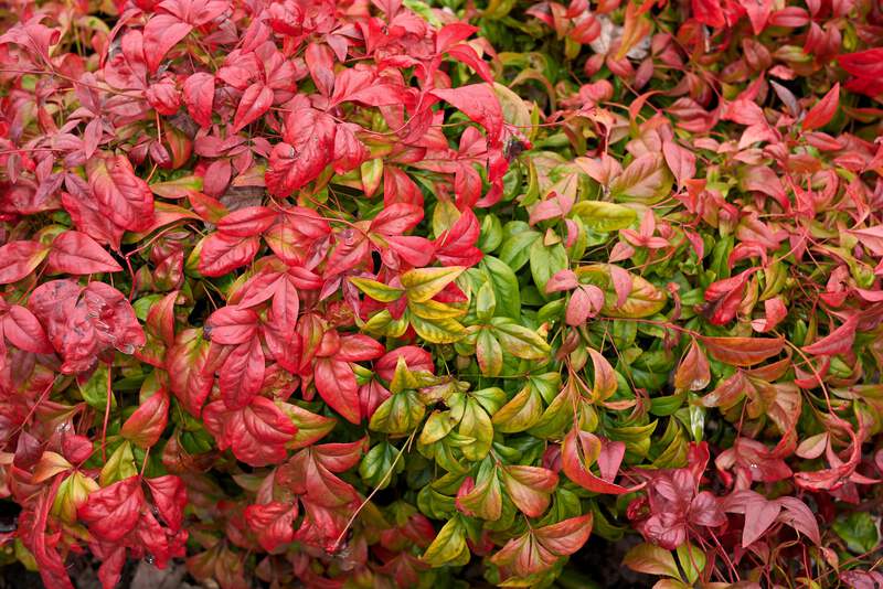 15 DWARF SACRED BAMBOO Heavenly Nandina Domestica Nana Pink Red