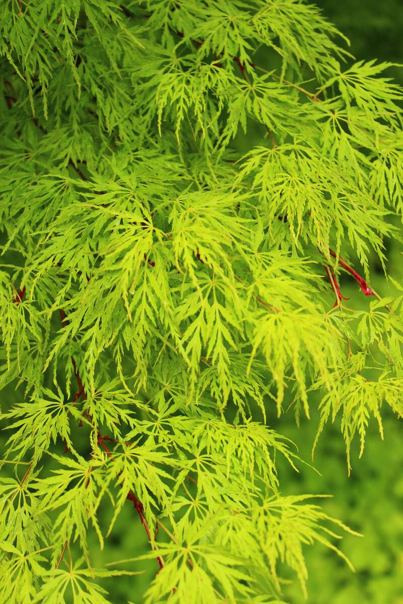 10 Upright GREEN LACELEAF MAPLE Japanese Seiryu Acer Palmatum 10 Upright GREEN LACELEAF MAPLE Japanese Seiryu Acer Palmatum
