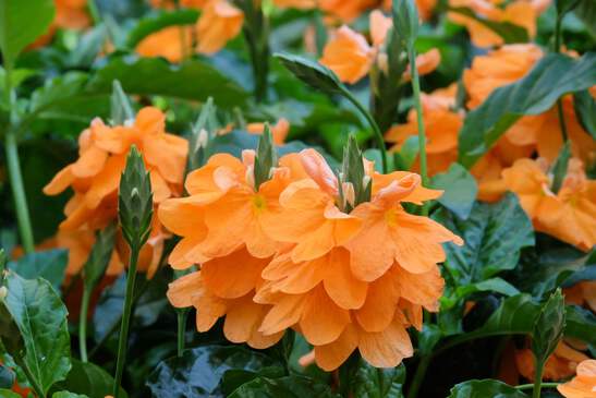 2272.png?width=547&etag=